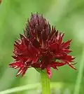 Nigritella rhellicani, inflorescence