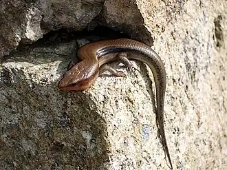 Description de l'image Nihontokage6427.JPG.