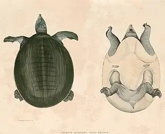 Description de l'image Nilssonia gangetica Hardwicke.jpg.