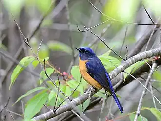 Description de cette image, également commentée ci-après