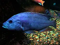 Nimbochromis fuscotaeniatus, mâle.