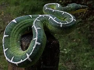 Description de l'image Nina 053006-08.JPG.