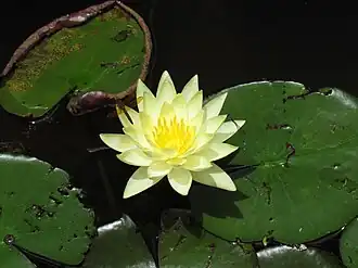 Description de cette image, également commentée ci-après