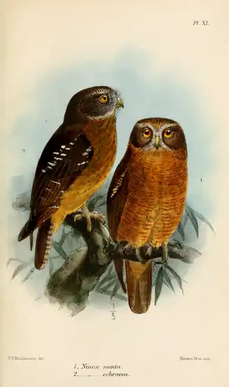 Description de l'image NinoxHantuOchraceaKeulemans.png.