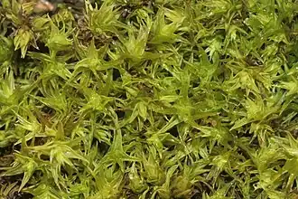 Description de l'image Niphotrichum ericoides (b, 142124-471625) 3791.JPG.