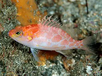 Description de cette image, également commentée ci-après