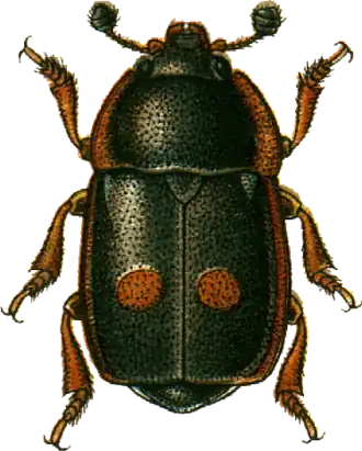 Description de cette image, également commentée ci-après