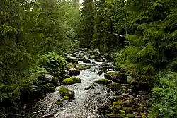 Torrent dans une dense forêt d'épicéa