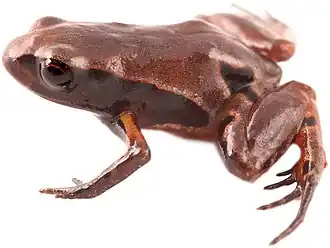 Description de l'image Noblella coloma.jpg.