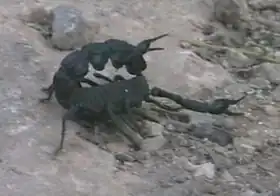 Description de l'image Noir sicoirpion recrolé.jpg.