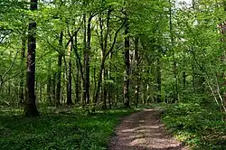 Le bois du Breuil.