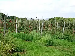 Les vergers sont l'un des éléments caractéristiques du paysage autour de Noisy, les coteaux s'apprêtant à ces cultures. Ici le long de la route des Poissons à la sortie de la forêt de Carnelle.