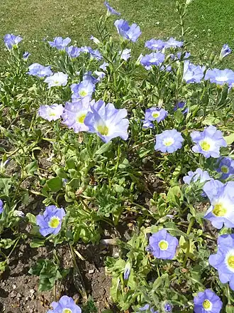 Description de l'image Nolana paradoxa (Nolanaceae) plant.JPG.