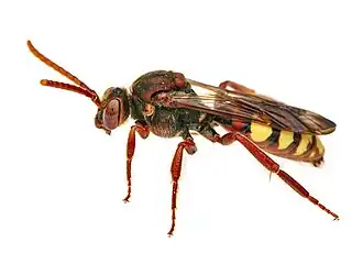 Description de l'image Nomada flava (52849722953).jpg.