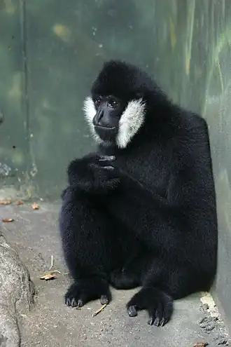 Un gibbon à favoris blancs du Nord.