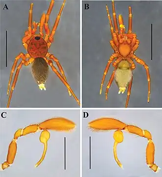 Description de l'image Nopsma leticia (10.3897-zse.97.69089) Figure 2.jpg.