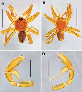 Description de l'image Nopsma macagual (10.3897-zse.97.69089) Figure 3.jpg.