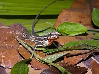 Description de l'image Norops vittigerus02.jpg.