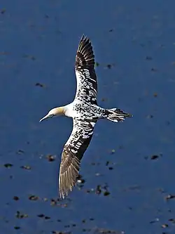 Fou de Bassan immature.