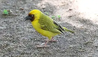 Description de cette image, également commentée ci-après