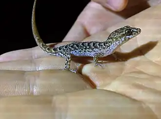 Description de l'image Northern Cape York Hook-toed Gecko imported from iNaturalist photo 87616686 on 10 January 2023.jpg.