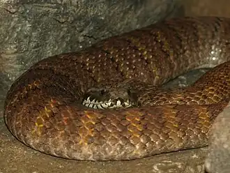 Description de l'image Northern Death Adder - National Aquarium, Baltimore - April 5, 2011.jpg.