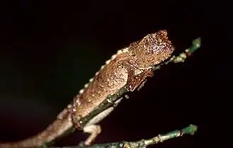 Description de l'image Northern Leaf Chameleon (Brookesia ebenaui) sleeping ... (44542883084).jpg.