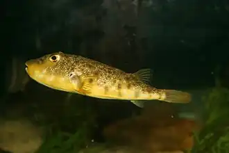 Sphoeroides maculatus.