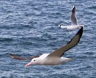 Description de l'image Northern Royal Albatross with Red-billed Gull Taiaroa Head Sept 2007.jpg.