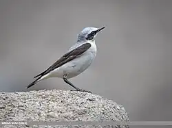 Traquet motteux mâle.