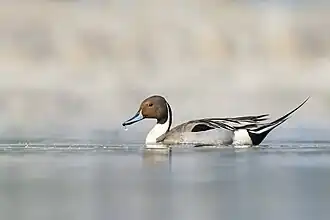 Un canard pilet sur le lac Taudaha (ne), dans la vallée de Katmandou (Népal).