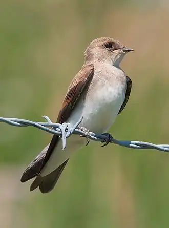 Description de l'image Northern rough-winged swallow 7435 (cropped).jpg.