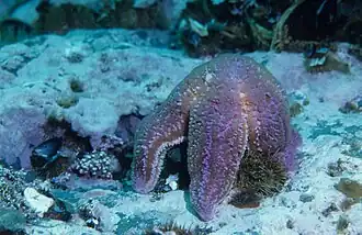 Étoile de mer Asterias rubens attaquant un Strongylocentrotus droebachiensis au Canada.
