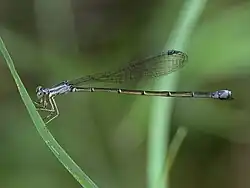 Rhadinosticta banksi (Isostictidae).