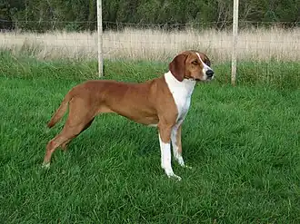 Chien courant de Hygen rouge-brun et blanc.