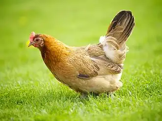 Image illustrative de l’article Poule de Norvège