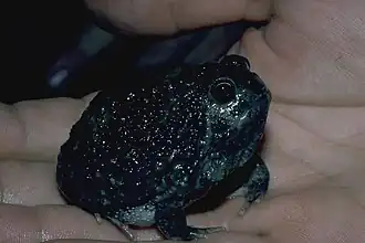 Description de l'image Notaden melanoscaphus03.jpg.