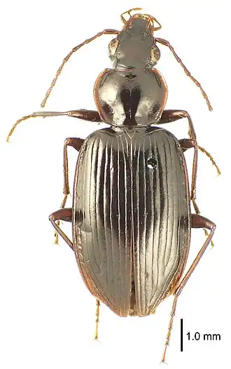 Description de l'image Notagonum kanak (10.3897-zse.93.10802) Figure 5.jpg.