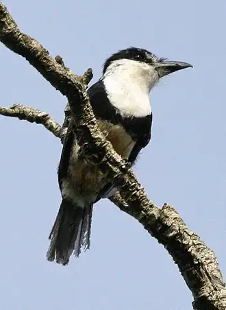 Description de l'image Notharchus swainsoni - Buff-bellied puffbird.jpg.
