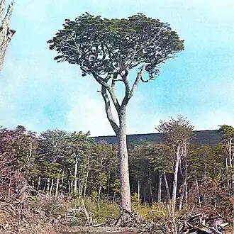 Description de l'image Nothofagus betuloides.jpg.