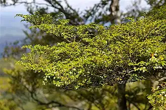 Description de l'image Nothofagus menziesii on Maungatautari mountain.jpg.