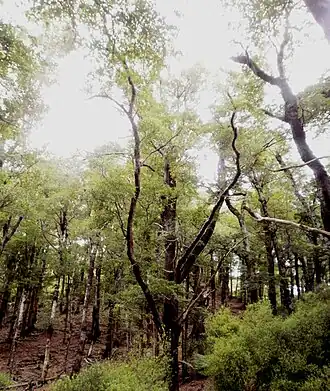 Description de l'image Nothofagus truncata in Hard beech forest.jpg.