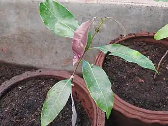 Description de l'image Nothopegia castaneifolia-2-bsi-yercaud-salem-India.jpg.