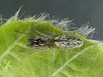 Description de l'image Notomatachia hirsuta.jpg.