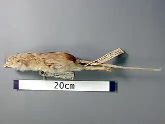 Description de l'image Notomys-amplus-short-tailed-hopping-mouse-skin-holotype-registration-no-c-512-189246-large.jpg.