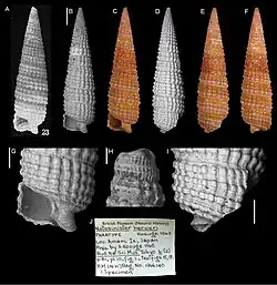 Cautotriphora hervieri.