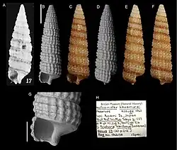 Costatophora iniqua.