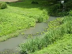 Photographie en couleurs d'un petit ruisseau coulant entre deux berges herbeuses.