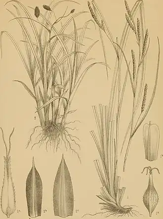 Description de l'image Nouvelles archives du Muséum d'histoire naturelle (1896) (14779738984).jpg.