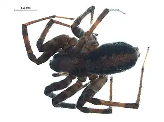 Description de l'image Novalena intermedia.jpg.